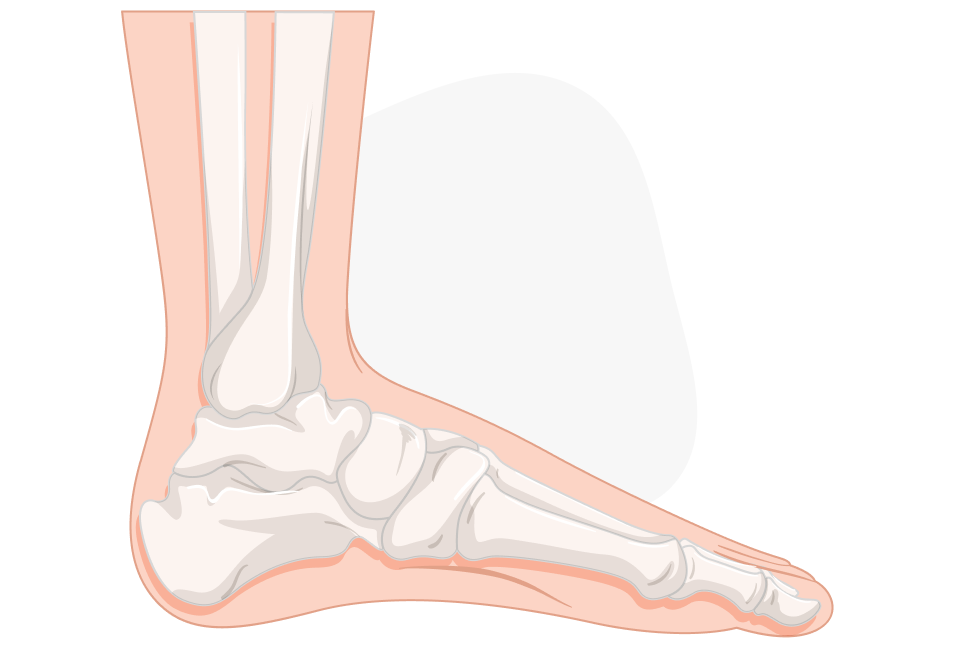 Foot